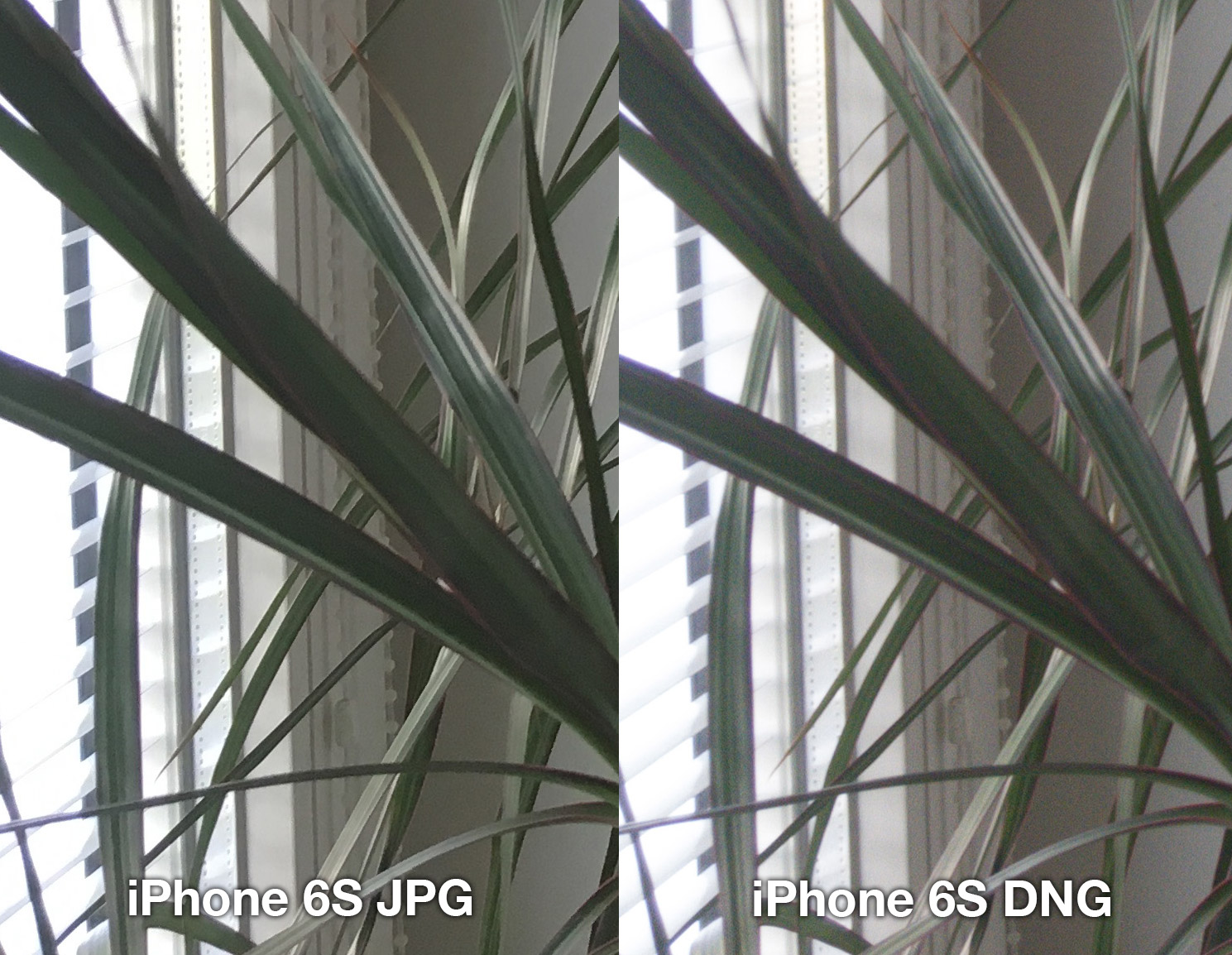 iphone-6s-lightroom-jpg-vs-dng-3